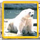 Polar bear picture enamel (2) - 9mm Italian charm